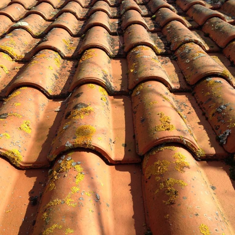 Tuiles envahies de lichens avant intervention