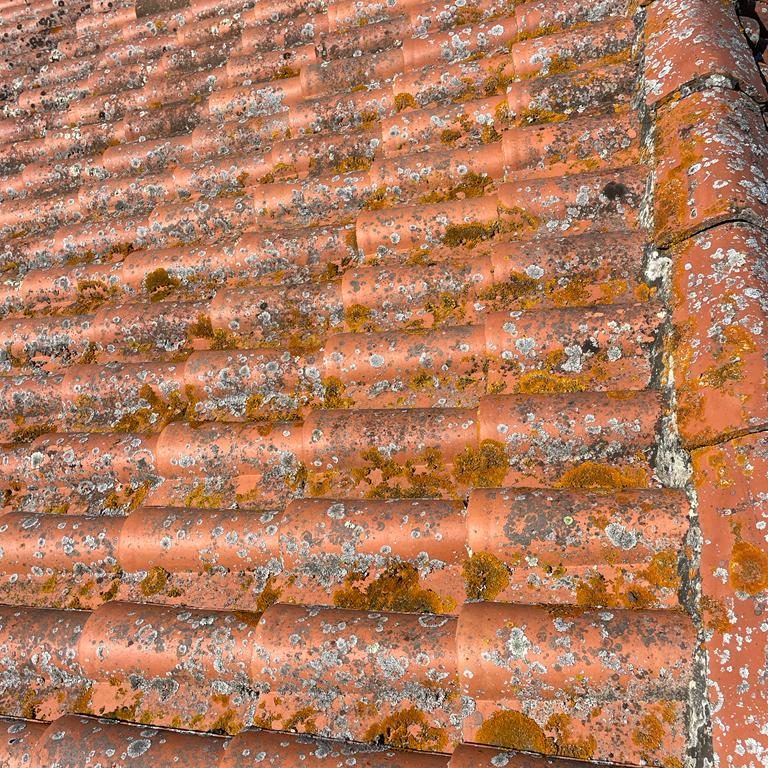 Mousses et lichens installés sur des tuiles canal